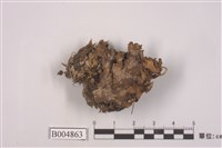 藏品(霜地卷)的圖片